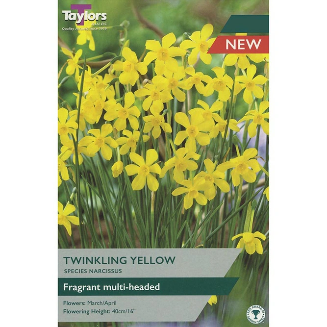 Flower Bulbs - Narcissus 'Twinkling Yellow' (7 Bulbs) Daffodil