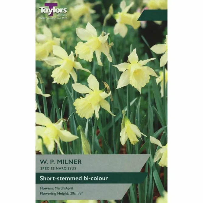 Flower Bulbs - Narcissus 'W.P.Milner' (9 Bulbs)