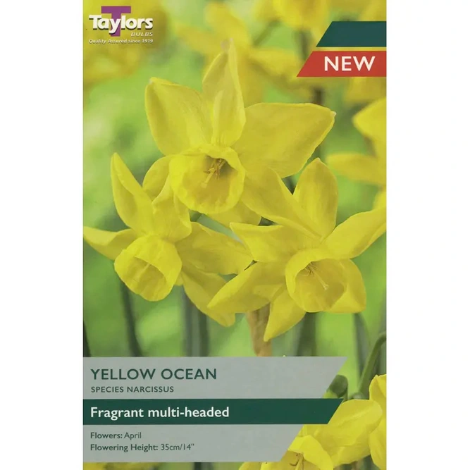 Flower Bulbs - Narcissus 'Yellow Ocean' (6 Bulbs)