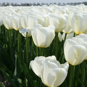 Flower Bulbs Tulip 'Angels Wish' (7 Bulbs) - image 1