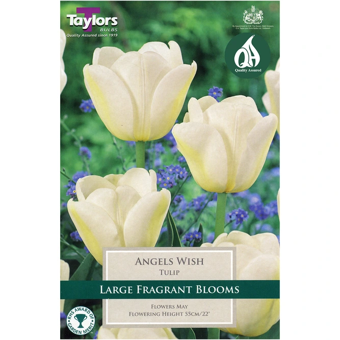 Flower Bulbs Tulip 'Angels Wish' (7 Bulbs) - image 2