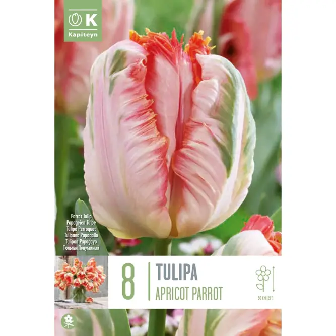 Flower Bulbs Tulip ' Apricot Parrot' (9 Bulbs)