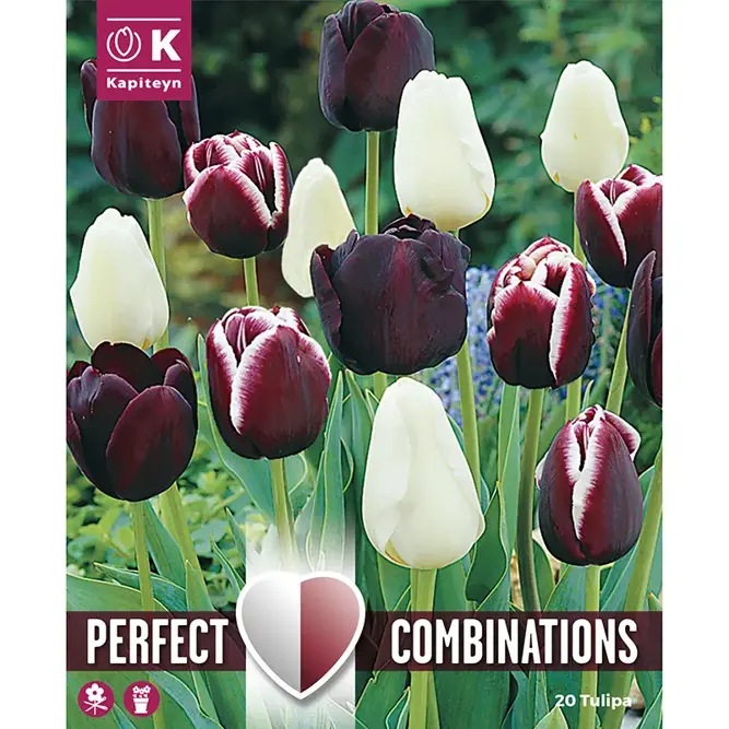 Flower Bulbs - Tulip Black Blend (20 Bulbs) Combi Pack