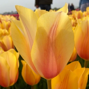 Flower Bulbs Tulip 'Blushing Lady' (7 Bulbs) - image 1