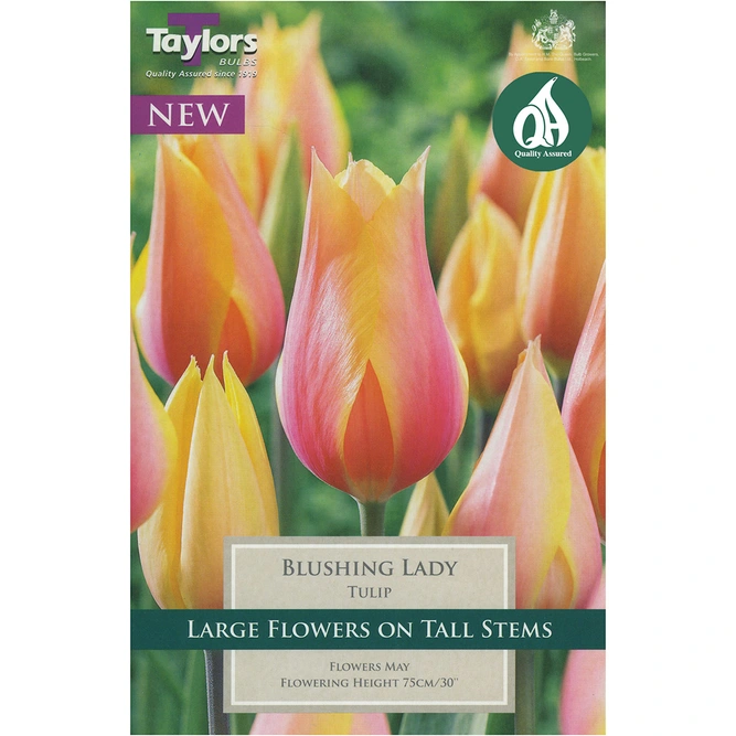 Flower Bulbs Tulip 'Blushing Lady' (7 Bulbs) - image 2