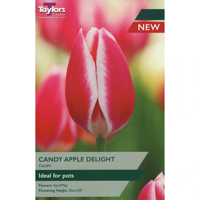 Flower Bulbs - Tulip 'Candy Apple Delight' (6 Bulbs)