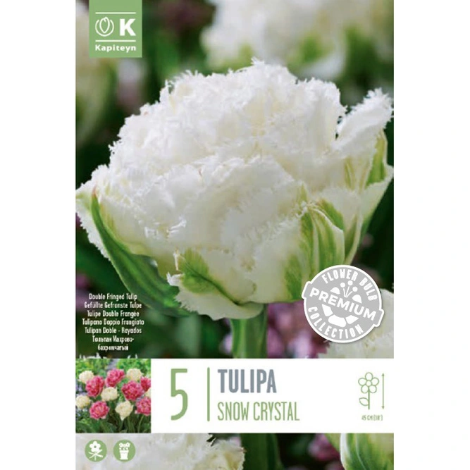 Flower Bulbs - Tulip 'Double Fringed Snow Crystal' (5 Bulbs)