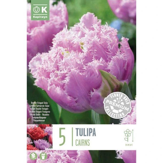 Flower Bulbs - Tulip 'Double Late Cairns' (5 Bulbs)