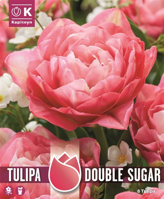 Flower Bulbs - Tulip 'Double Sugar' (8 Bulbs)