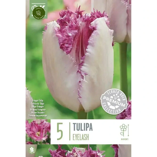 Flower Bulbs - Tulip 'Eyelash' (5 Bulbs)