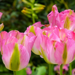 Flower Bulbs Tulip 'Groenland' (8 Bulbs) - image 2