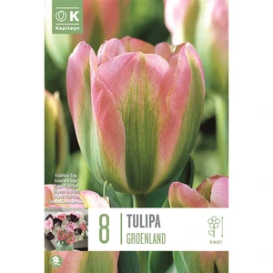 Flower Bulbs Tulip 'Groenland' (8 Bulbs) - image 1