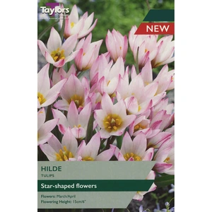 Flower Bulbs - Tulip 'Hilde' (6 Bulbs) - image 1