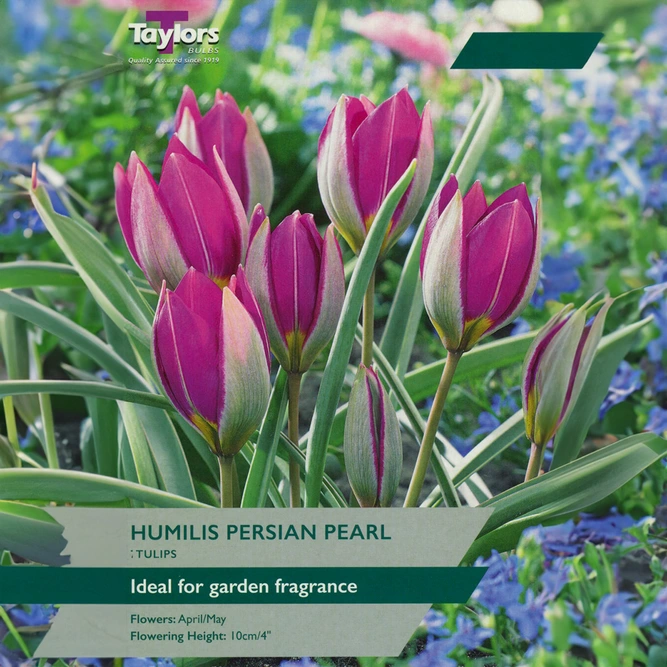Flower Bulbs - Tulip 'Humilis Persian Pearl' (7 Bulbs)
