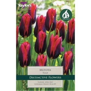 Flower Bulbs - Tulip 'Muvota' (8 Bulbs) - image 2