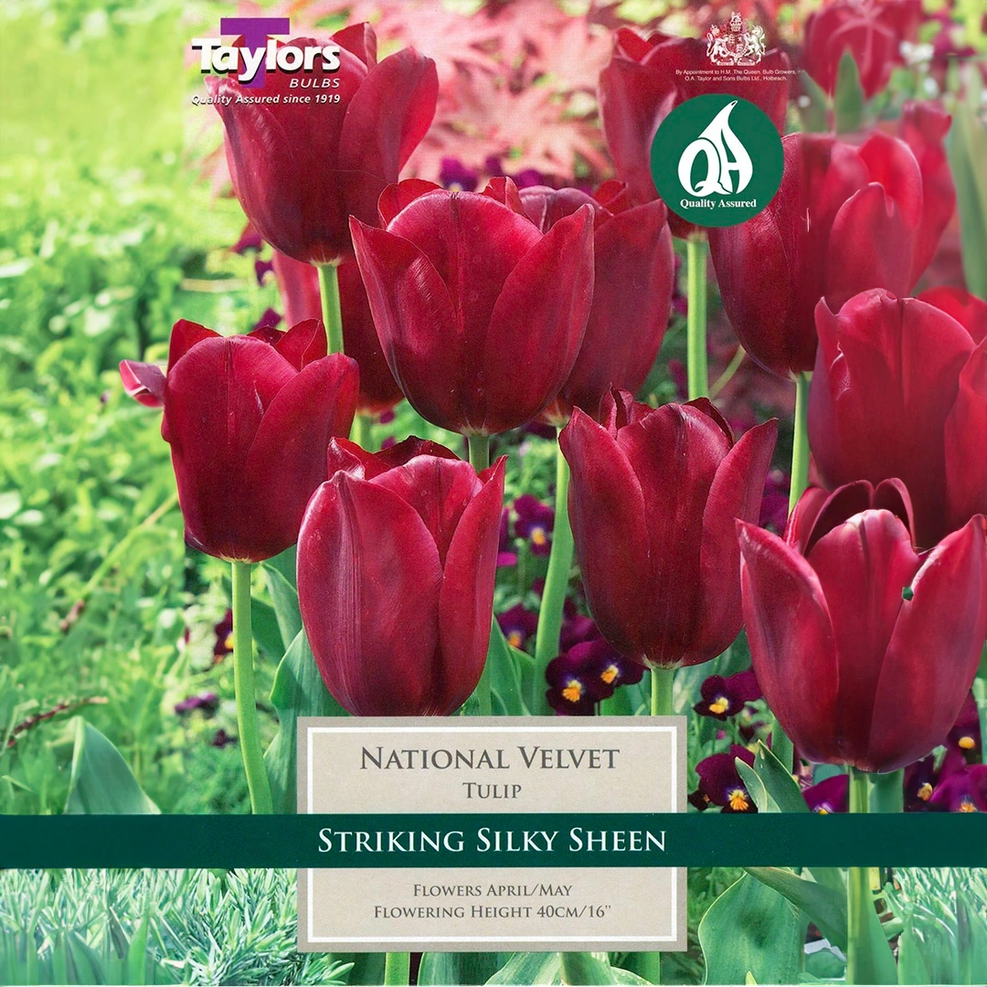 Flower Bulbs - Tulip 'National Velvet' (7 Bulbs) - The Boma Garden Centre