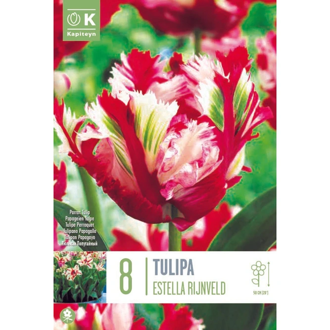 Flower Bulbs Tulip 'Parrot Estella Rijnveld' (8 Bulbs)