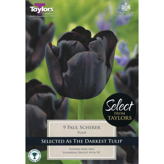 Flower Bulbs - Tulip 'Paul Schrerer'  (10 Bulbs)