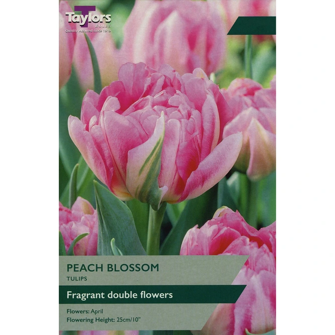 Flower Bulbs - Tulip 'Peach Blossom' (6 Bulbs)