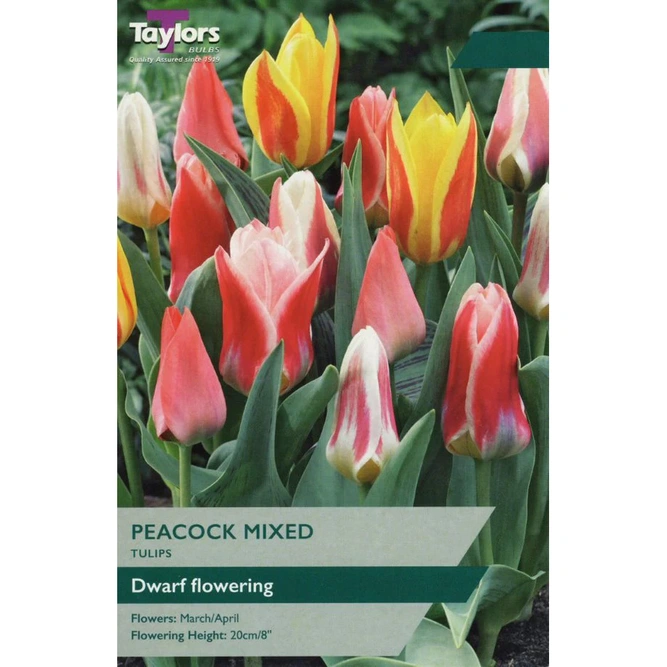 Flower Bulbs - Tulip 'Peacock Mix'  (10 Bulbs)