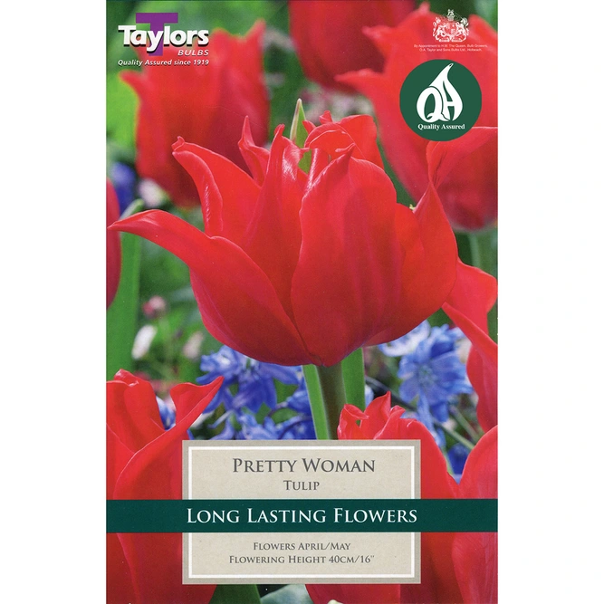 Flower Bulbs Tulip 'Pretty Woman' (7 Bulbs)