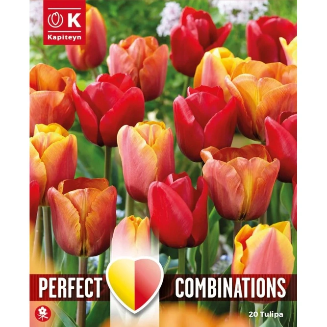 Flower Bulbs - Tulip Red Orange & Yellow (20 Bulbs) Combi Pack