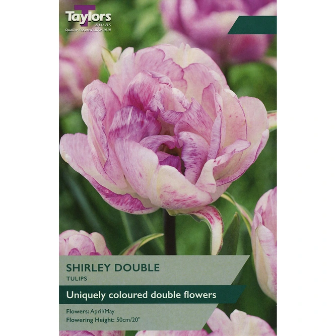 Flower Bulbs - Tulip 'Shirley Double' (6 Bulbs)