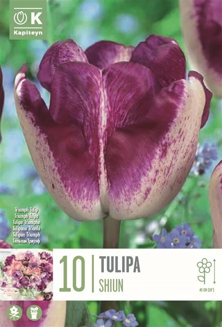 Flower Bulbs Tulip 'Shiun' (10 Bulbs)