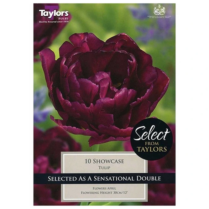 Flower Bulbs - Tulip 'Showcase'  (9 Bulbs)