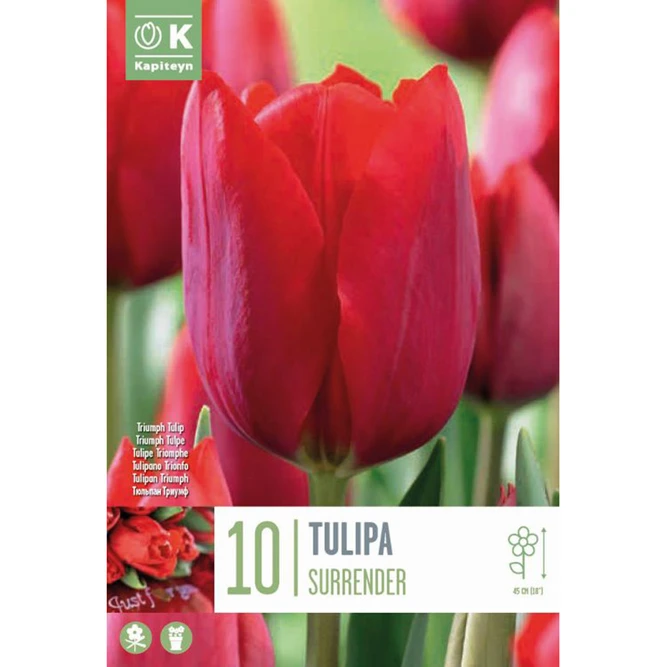 Flower Bulbs Tulip 'Surrender' (10 Bulbs)