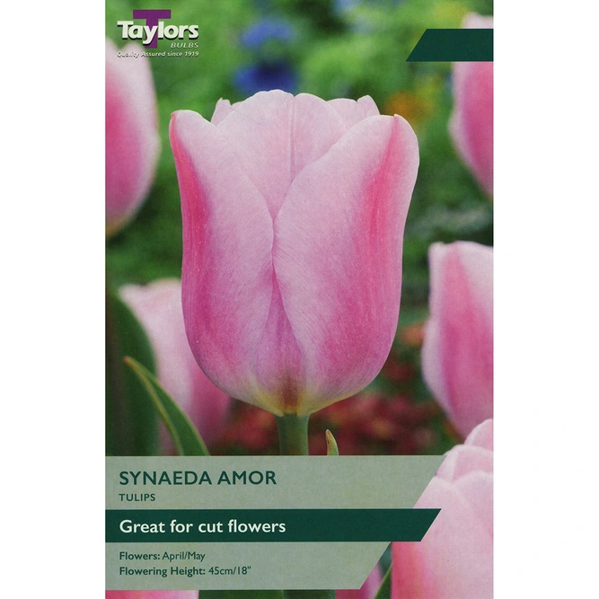 Flower Bulbs - Tulip 'Synaeda Amor' (8 Bulbs)