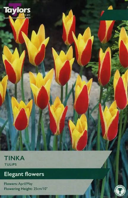 Flower Bulbs - Tulip 'Tinka' (9 Bulbs)