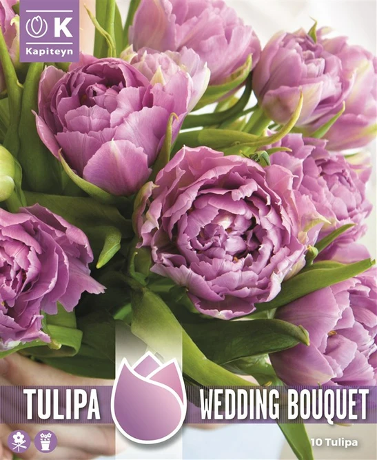 Flower Bulbs - Tulip 'Wedding Bouguet Something Blue' (10 Bulbs)