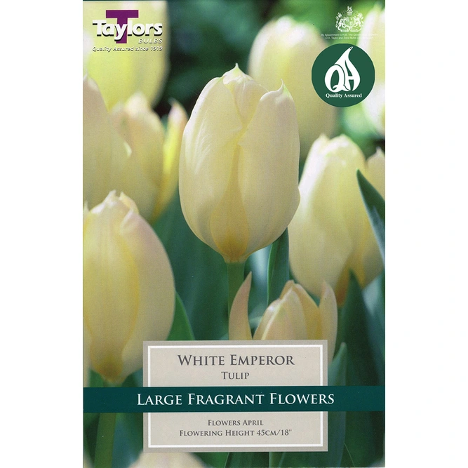 Flower Bulbs - Tulip 'White Emperor' (8 Bulbs)