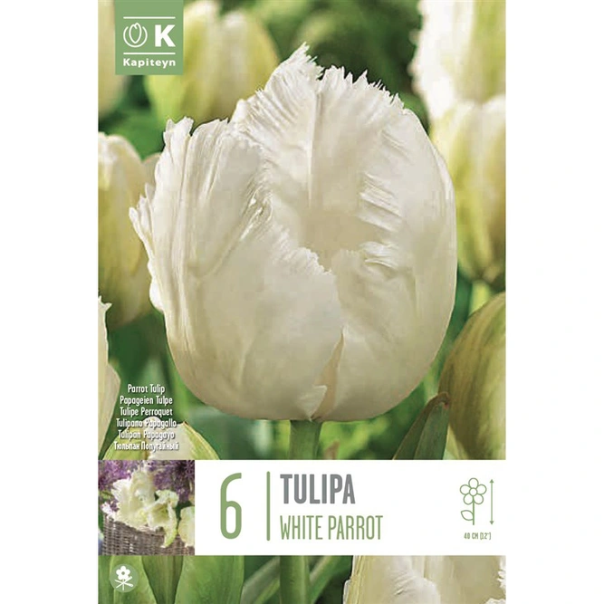 Flower Bulbs Tulip 'White Parrot' (8 Bulbs)