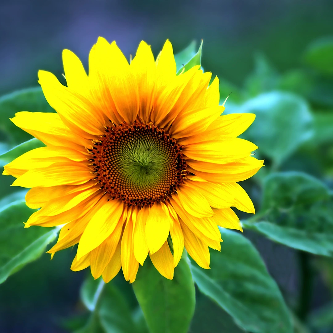 Flower Seeds - Sunflower Giant Single - The Boma Garden Centre