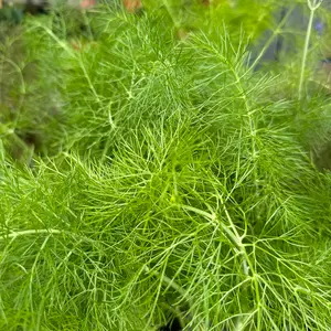 Foeniculum vulgare ‘Purpureum’ (Pot Size 1L) Green Fennel - image 1