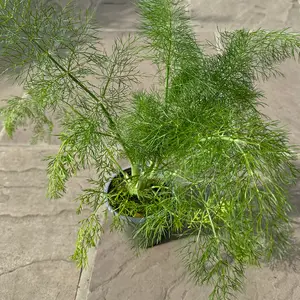 Foeniculum vulgare ‘Purpureum’ (Pot Size 1L) Green Fennel - image 2