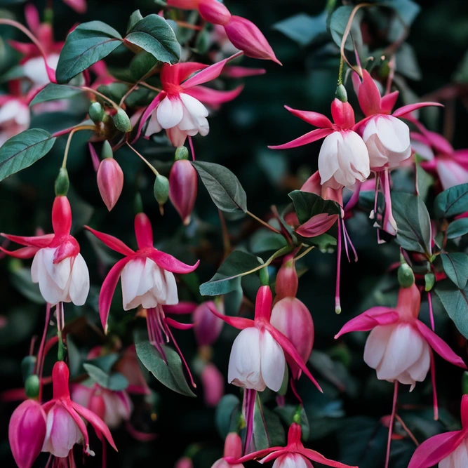 Fuchsia 'Alice Hoffman' (Pot Size 3L) Hardy Fuchsia - image 1