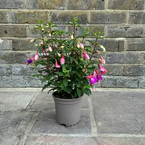 Fuchsia 'Alice Hoffman' (Pot Size 3L) Hardy Fuchsia - image 2