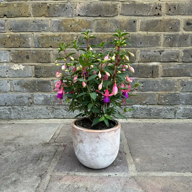 Fuchsia 'Alice Hoffman' (Pot Size 3L) Hardy Fuchsia - image 3