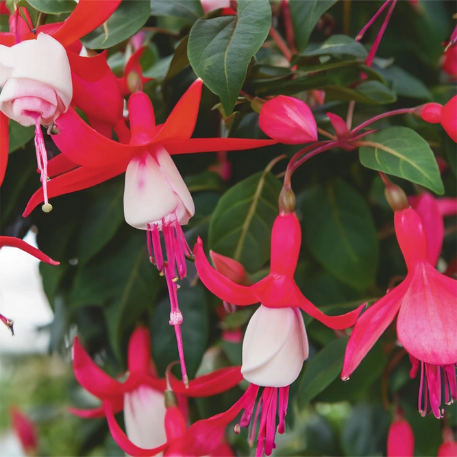 Fuchsia 'Bella Evita' (Pot Size 17cm) - image 1