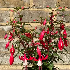 Fuchsia 'Bella Evita' (Pot Size 17cm) - image 2