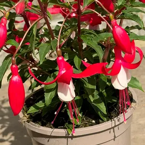 Fuchsia 'Bella Evita' (Pot Size 17cm) - image 3