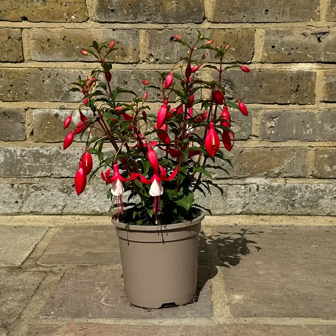 Fuchsia 'Bella Evita' (Pot Size 17cm) - image 4