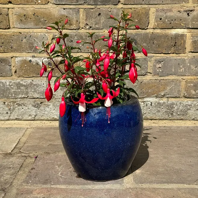 Fuchsia 'Bella Evita' (Pot Size 17cm) - image 5