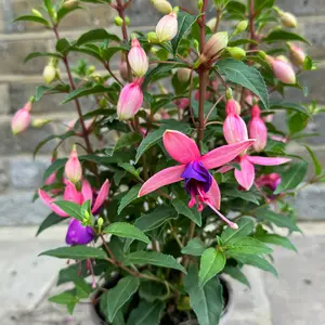 Fuchsia 'Bella Mariska' (Pot Size 1L) Hardy Fuchsia - image 1