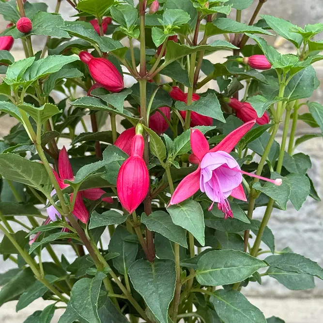 Fuchsia 'Bella Nikita' (Pot Size 1L) - image 1