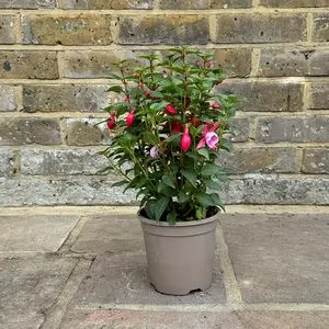 Fuchsia 'Bella Nikita' (Pot Size 1L) - image 2