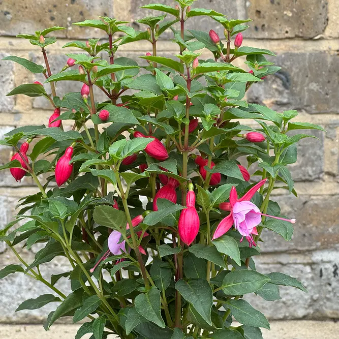 Fuchsia 'Bella Nikita' (Pot Size 1L) - image 3